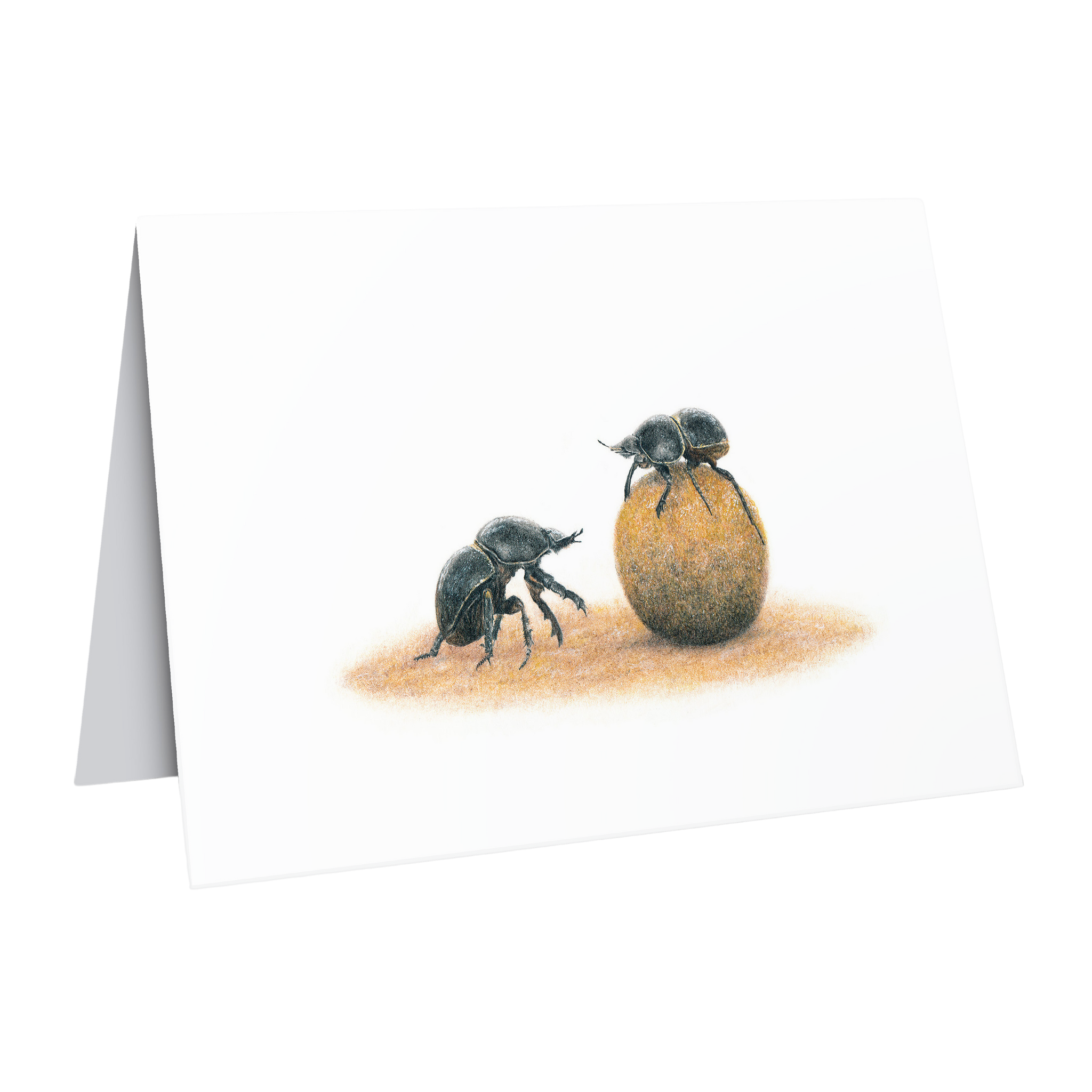 Dung Beetles African wildlife art greeting card by Matthew Bell