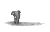 African Elephant canvas artwork