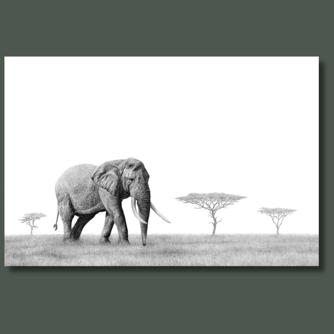 African Elephant bull wildlife art canvas print