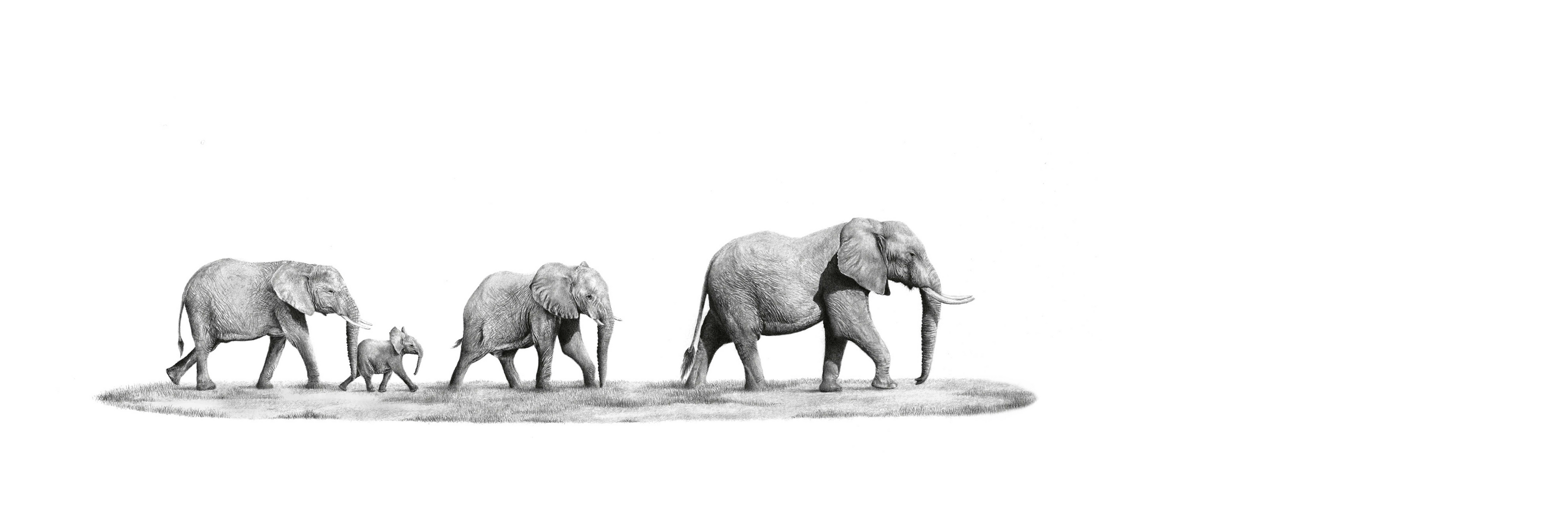 Elephant Family Panorama