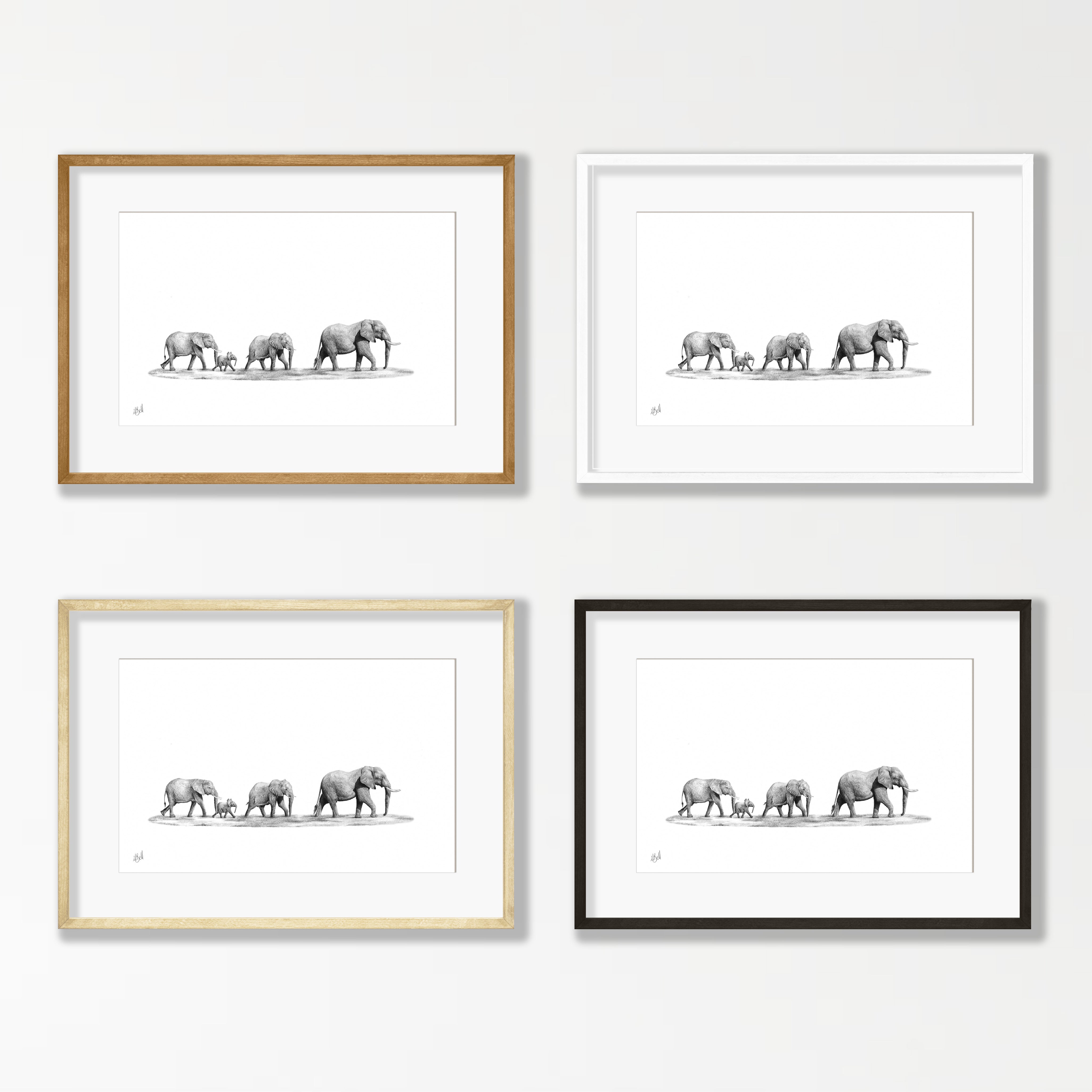 Elephant Family - E11