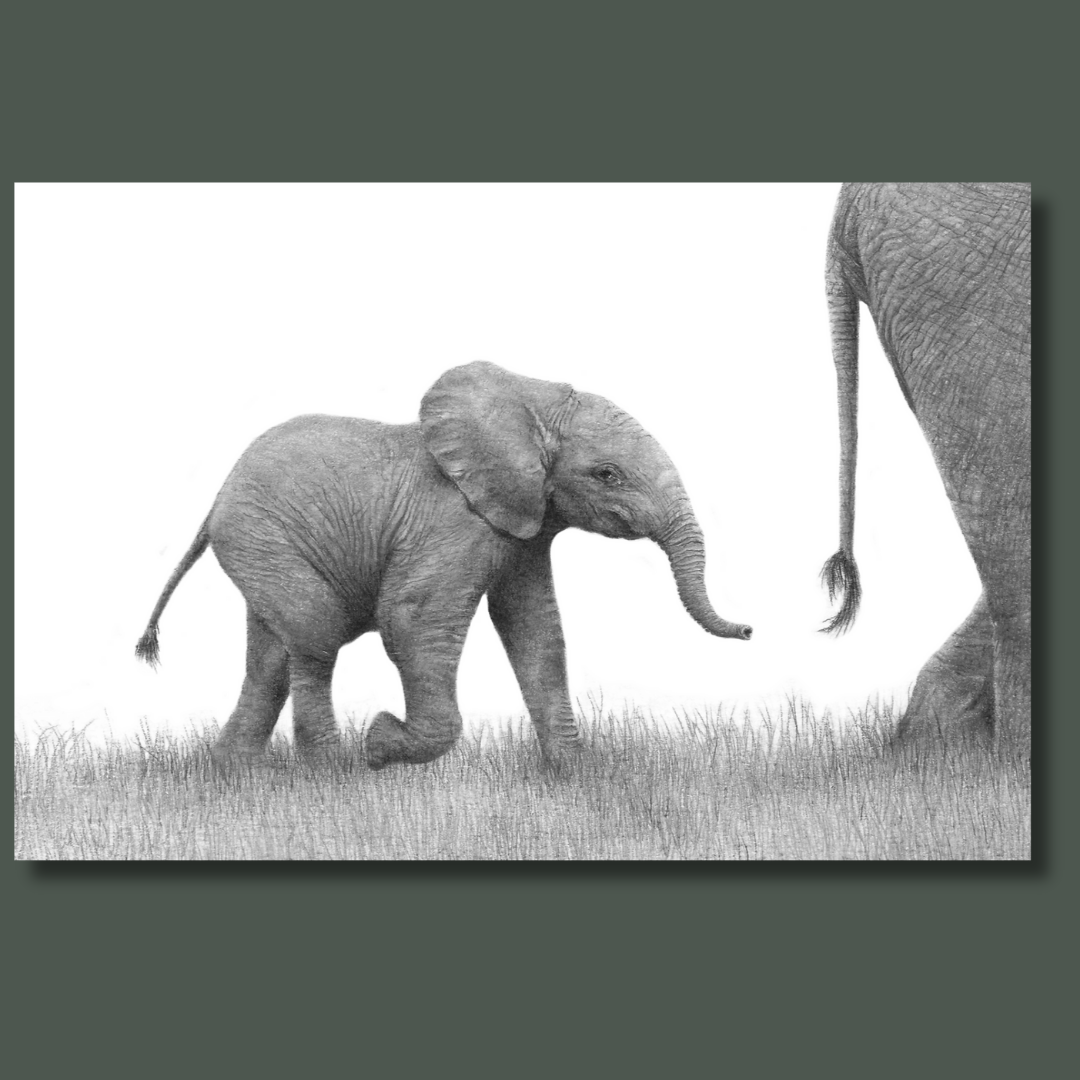 Baby elephant pencil drawing on canvas 