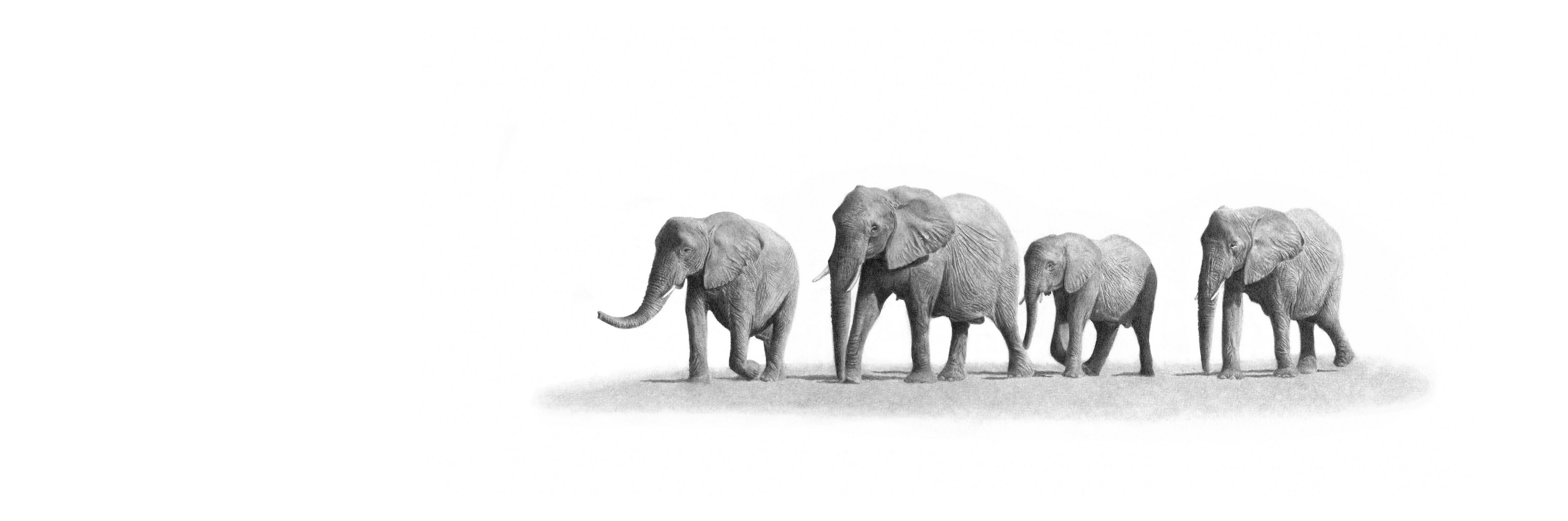 Elephant Family Panorama