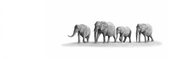 Elephant Family Panorama