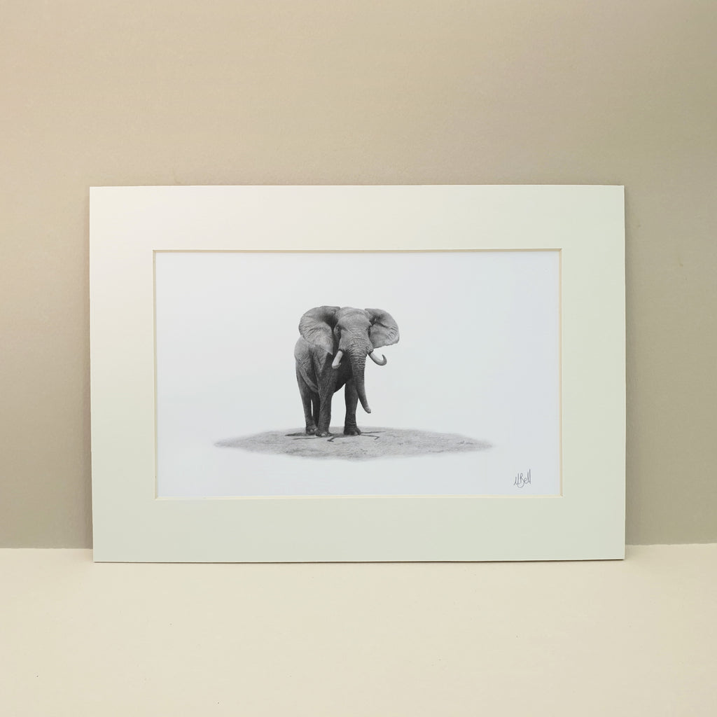 Bull African Elephant artwork in Pencil by Cape Town based artist Matthew Bell