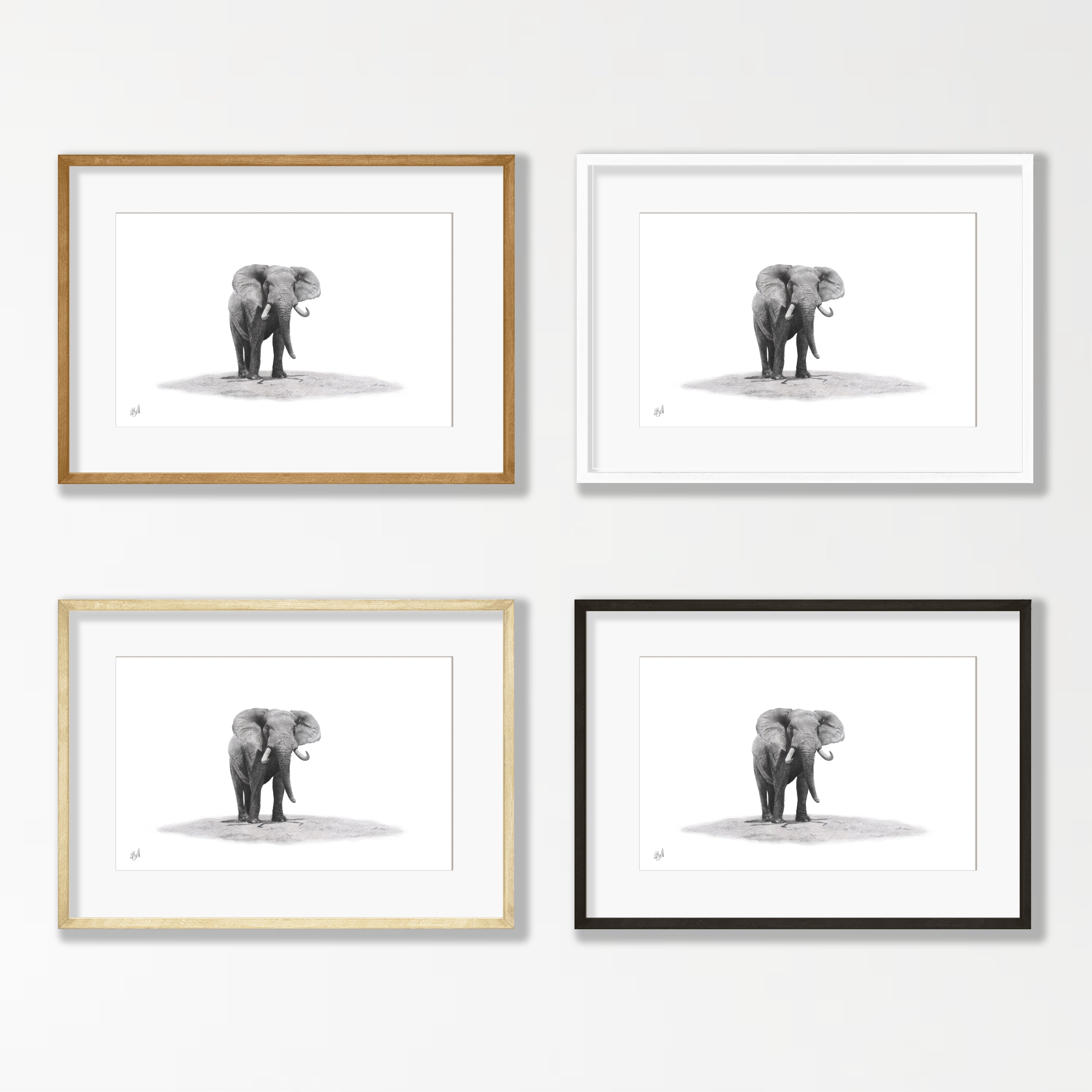 Elephant Bull - E16
