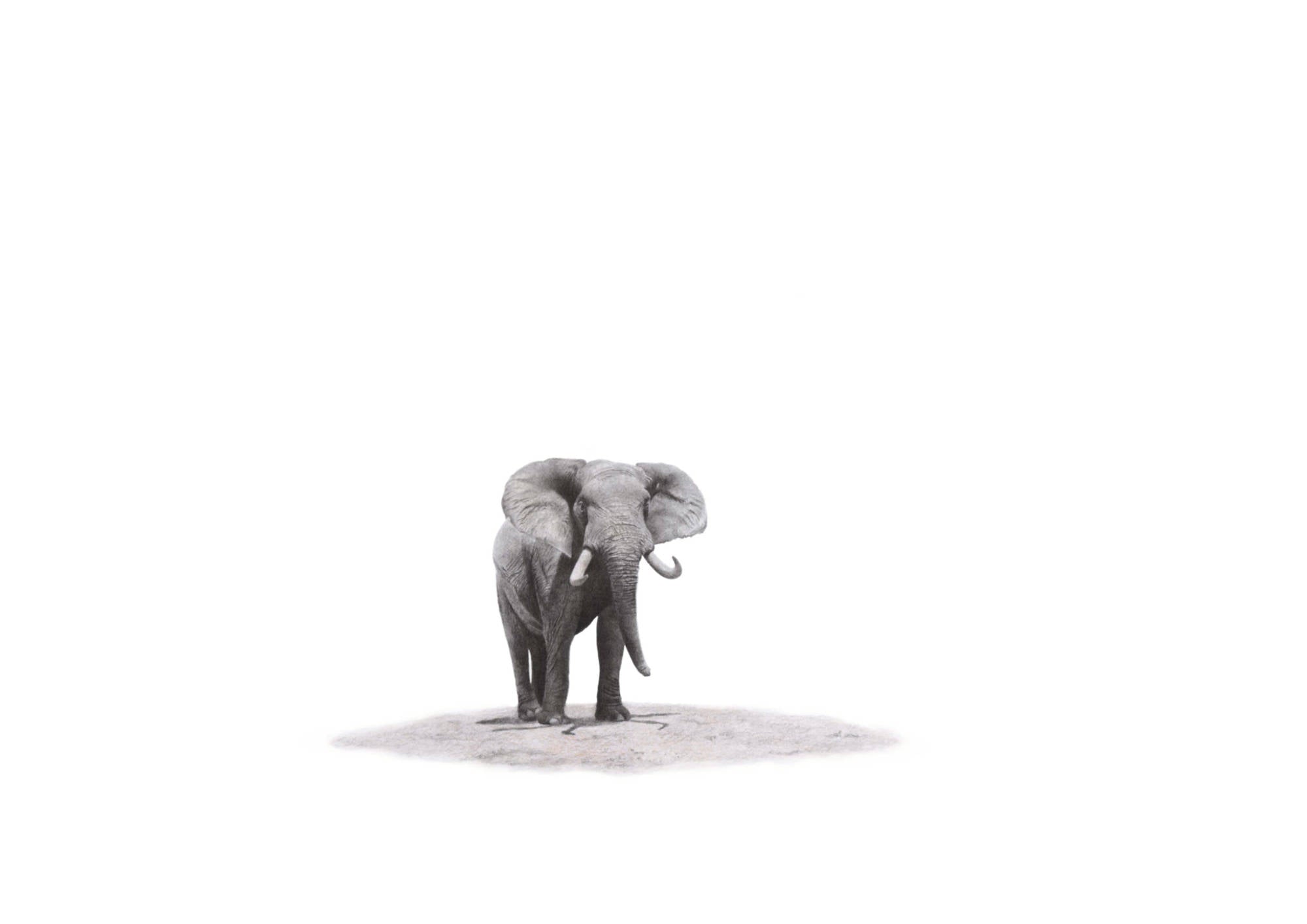 Bull Elephant - The Original