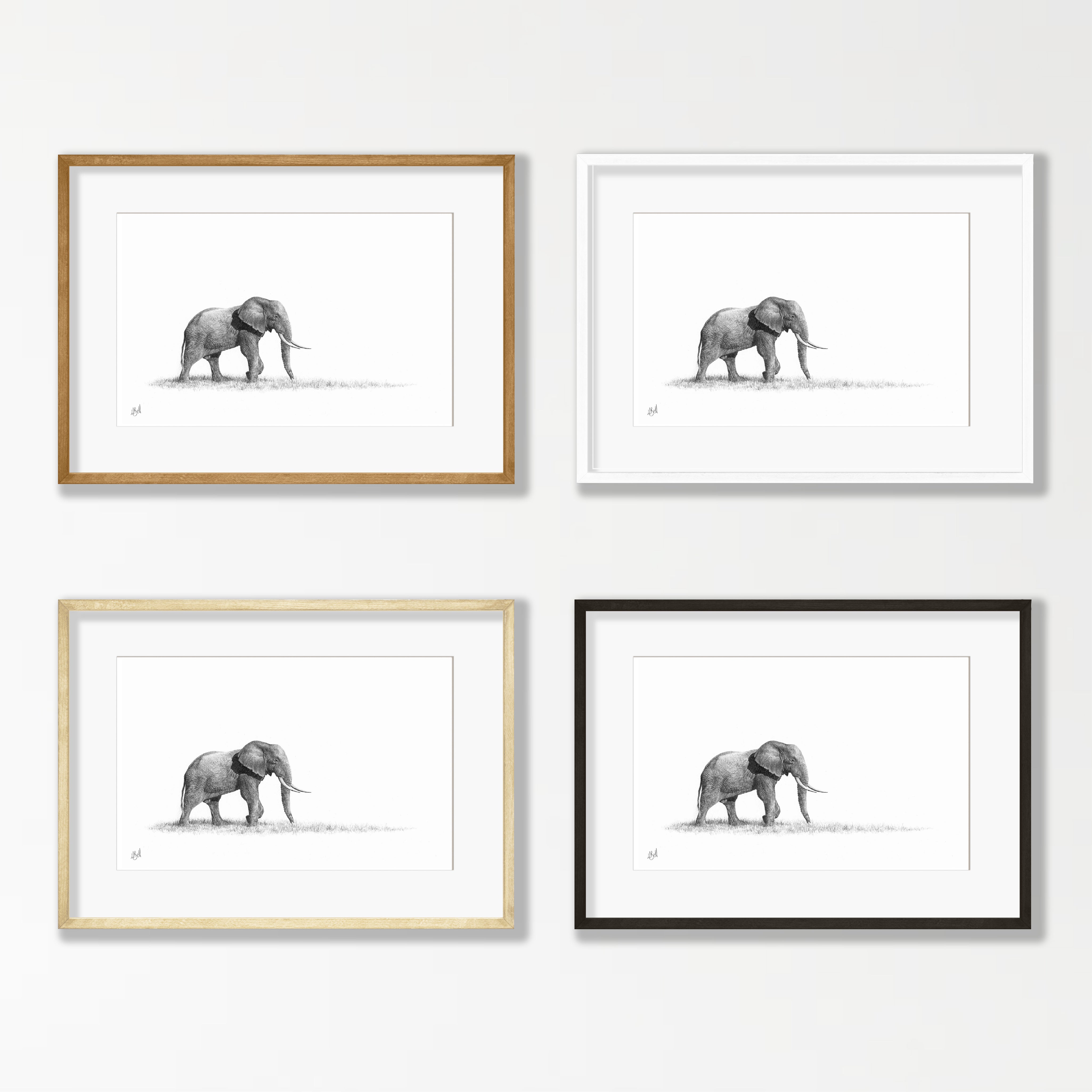 Elephant Bull - E6