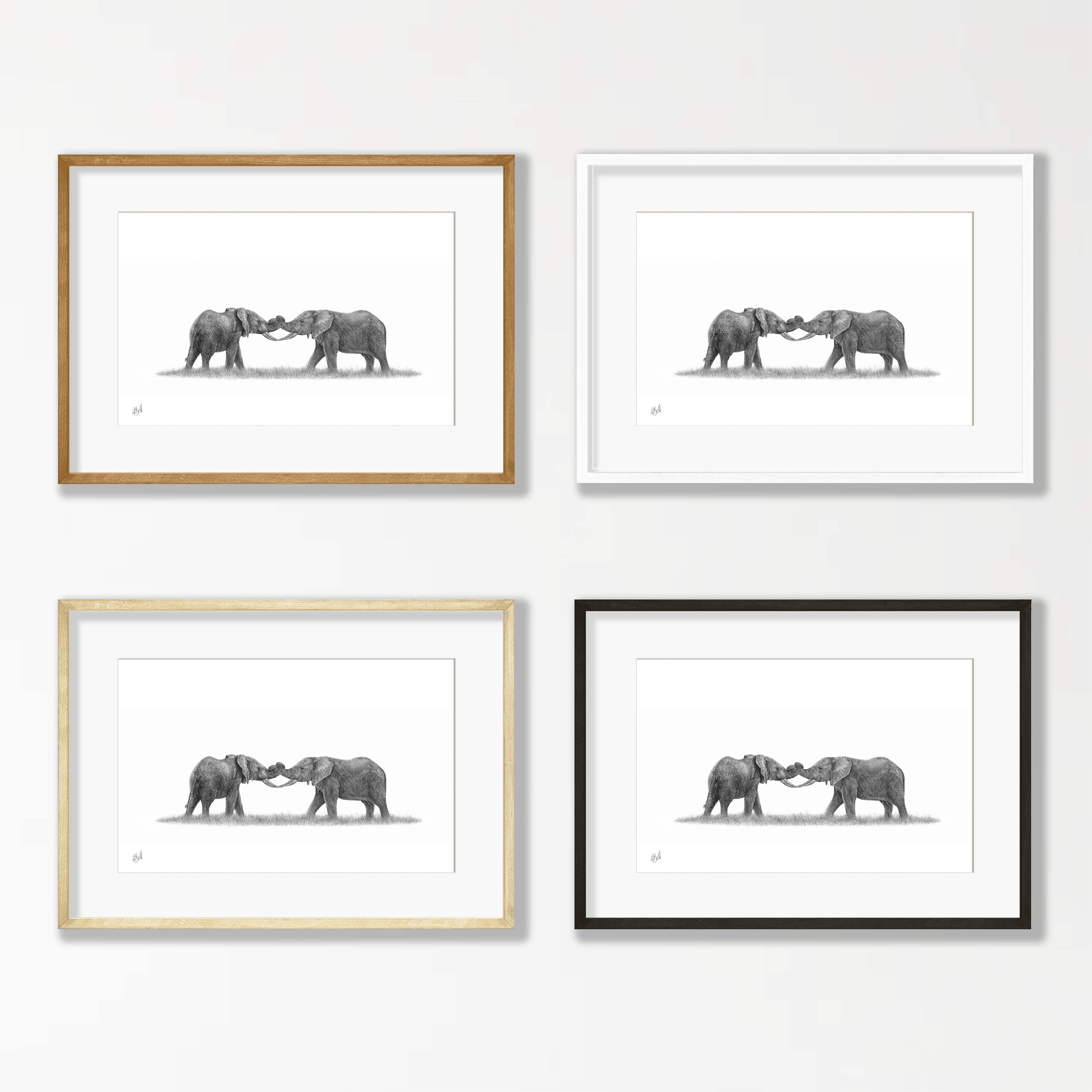 Elephants Playing- E8