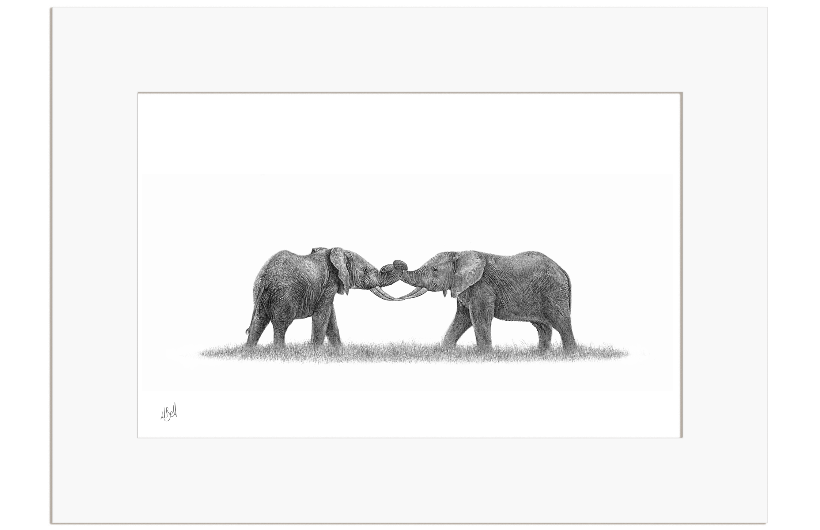 Elephants Playing- E8