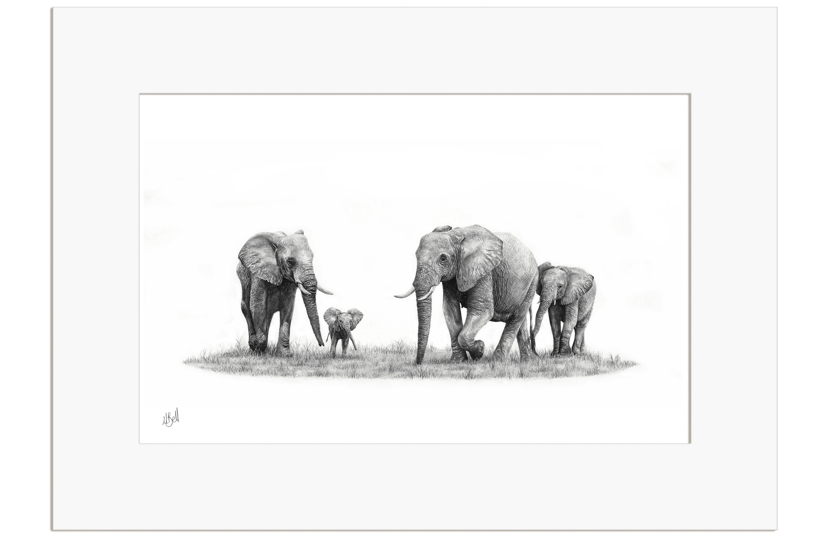 Elephant Family - E9