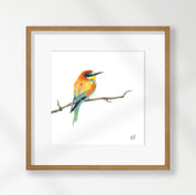European Bee Eater - EBE1