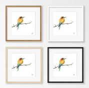 European Bee Eater - EBE1
