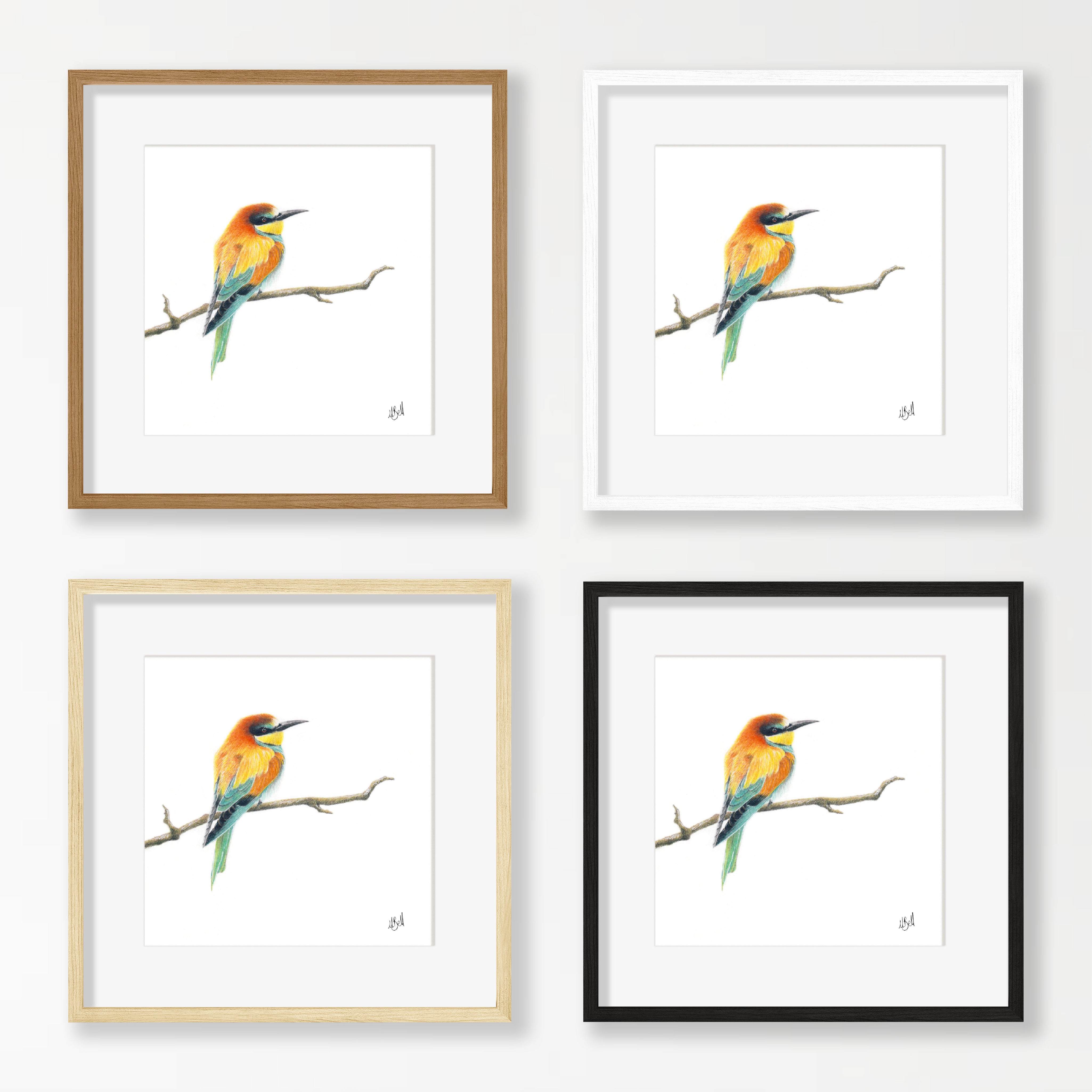 European Bee Eater - EBE1