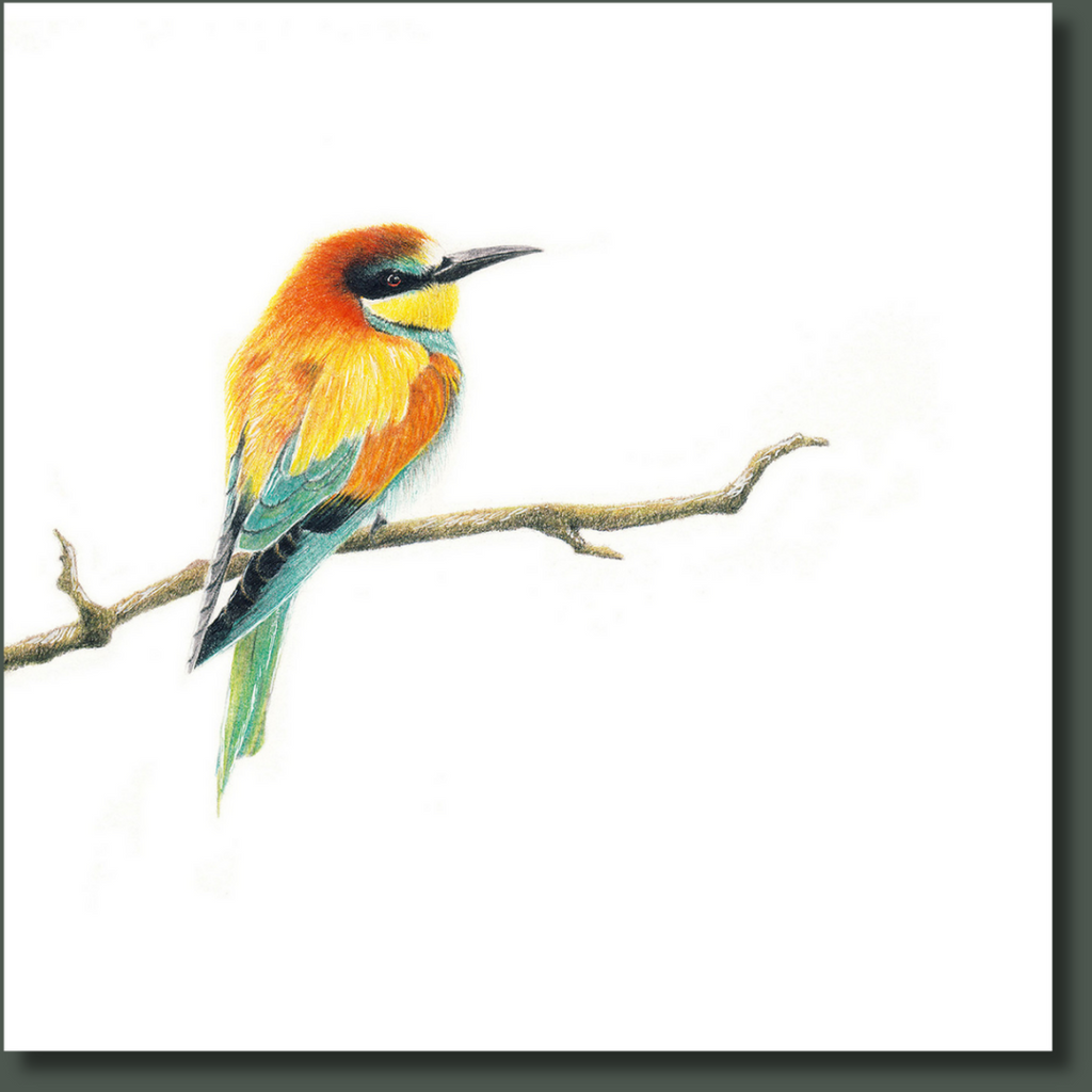 South African bird artwork on canvas, stretched on wooden frame by wildlife artist Matthew Bell of a European Bee Eater