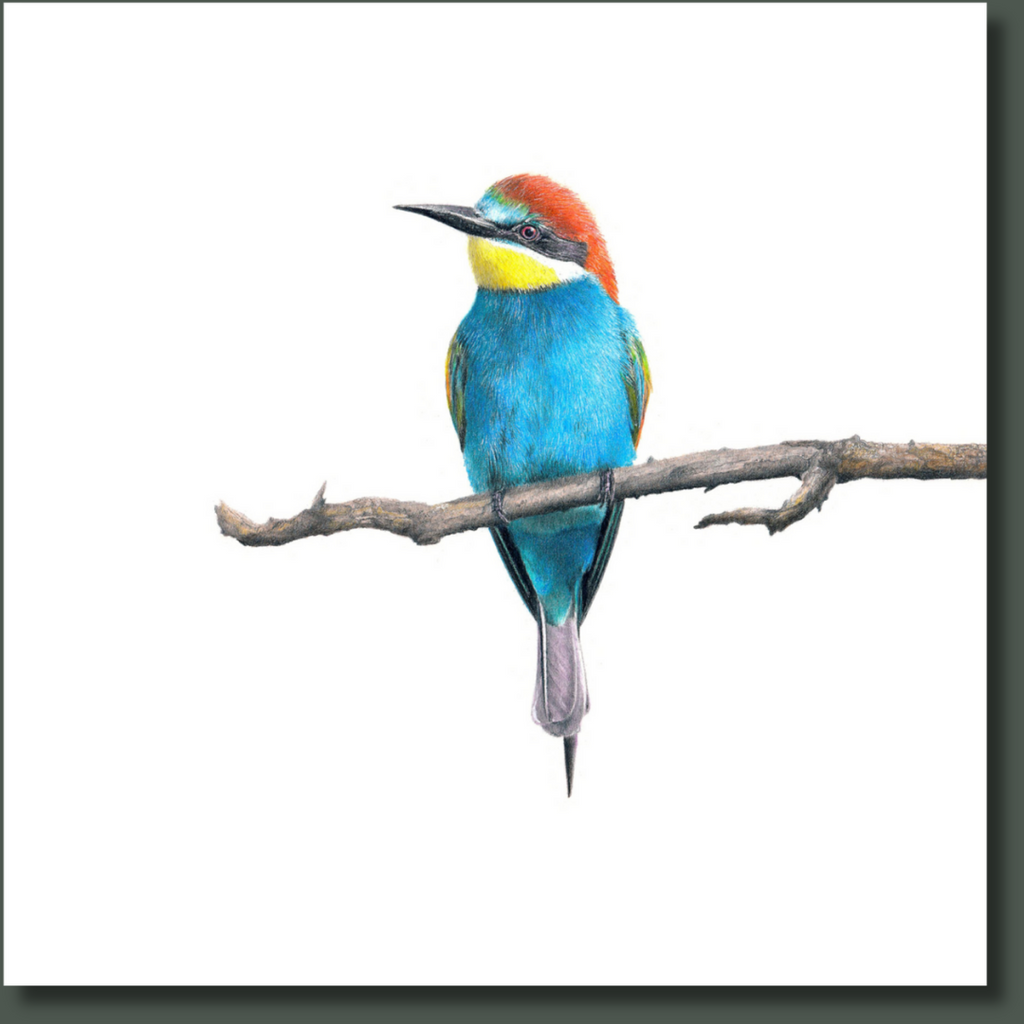 European Bee Eater bird artwork drawing on canvas