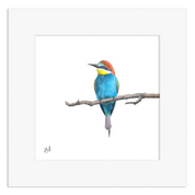 European Bee Eater - EBE2