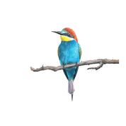 European Bee Eater (EBE2) on Rolled Canvas