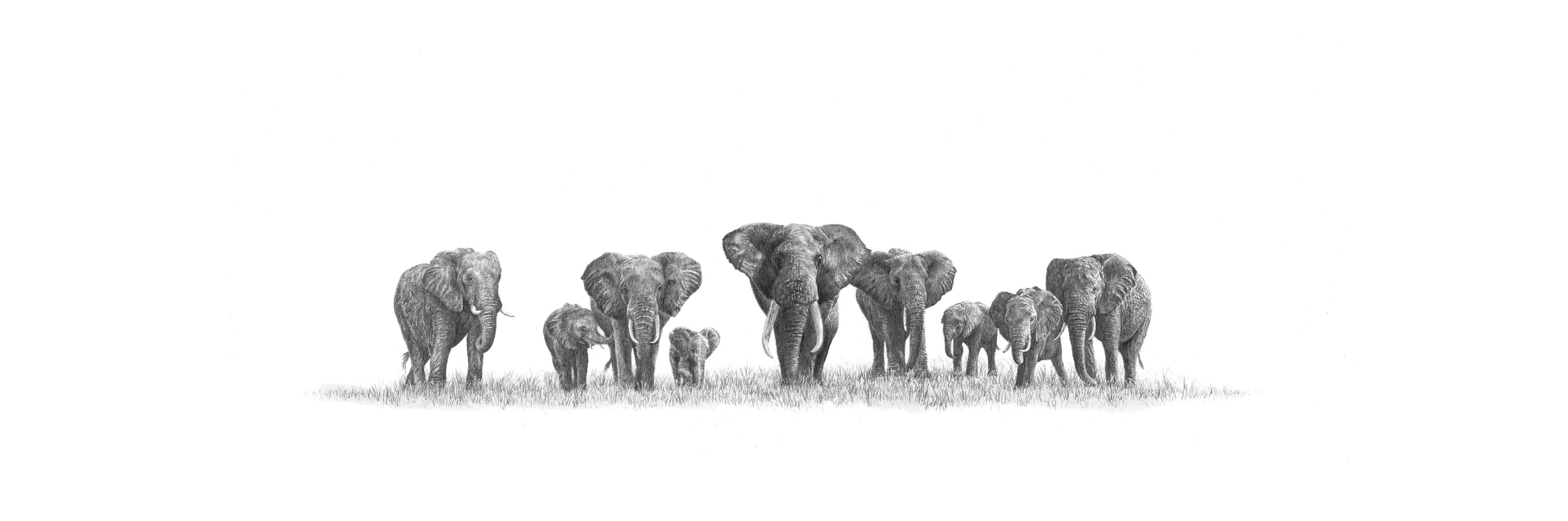 Elephant Heard Panorama