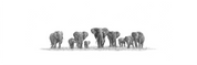 Elephant Heard Panorama