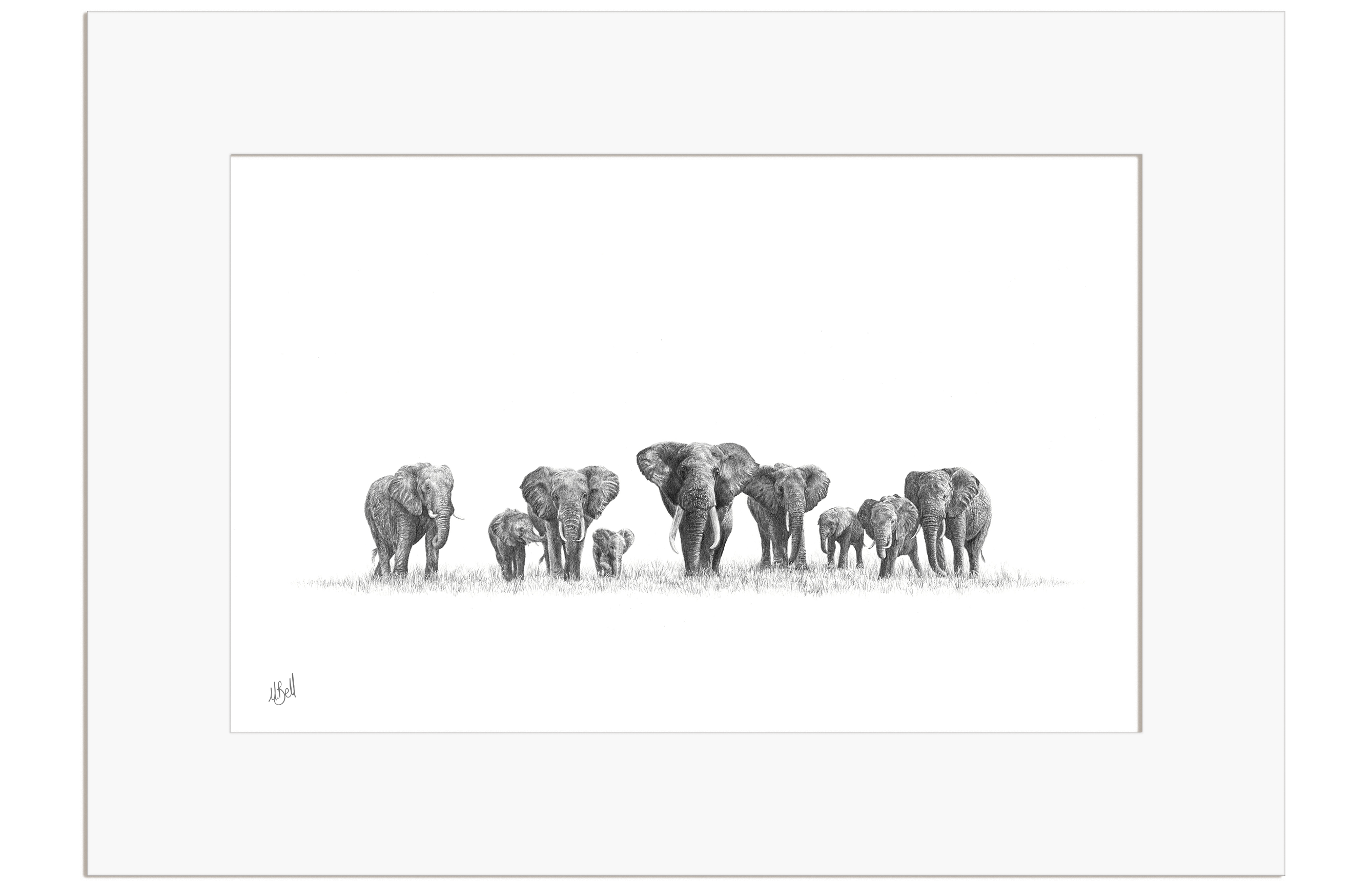 Elephant Herd - EH