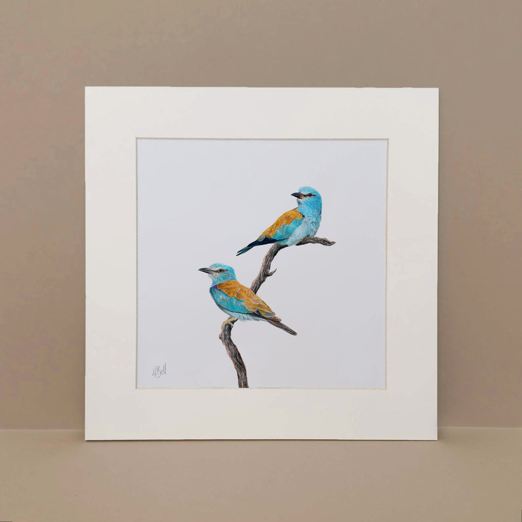 European Rollers pencil art print