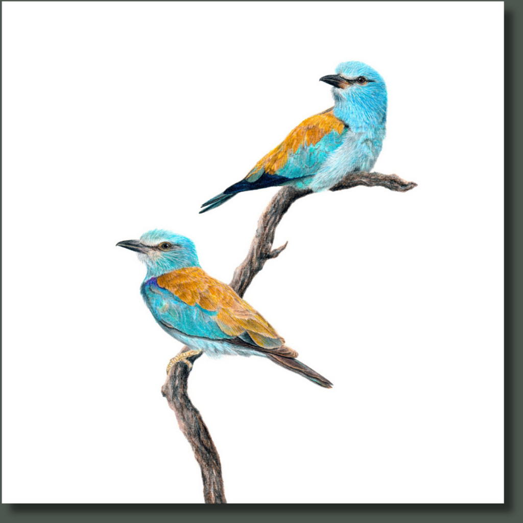 Stretched canvas South African bird artwork of a pair of European Rollers