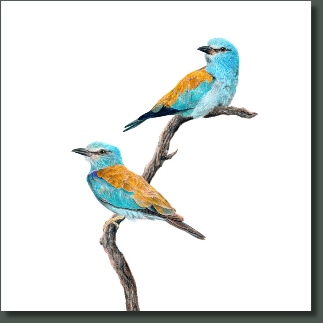 European Rollers (ERL) on Canvas