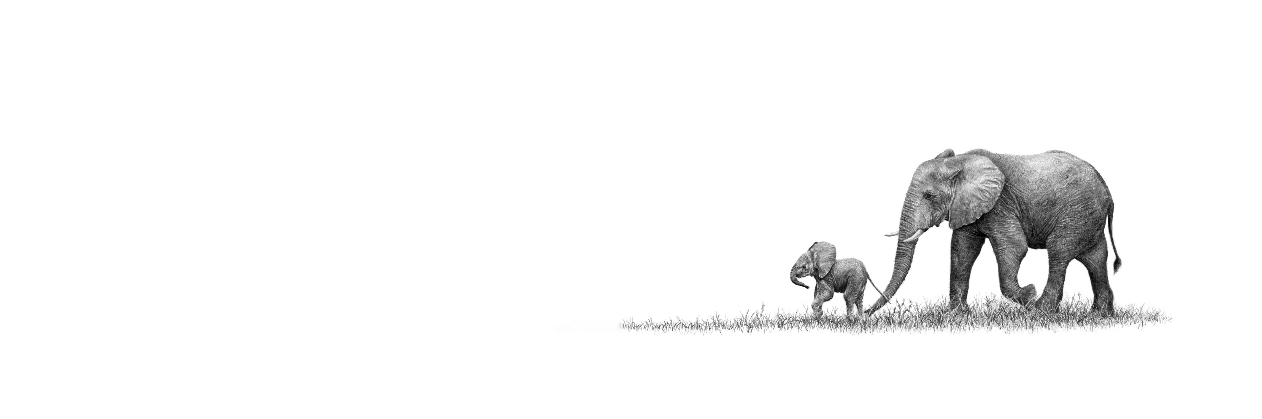 African elephant panoramic print featuring beautifully detailed wildlife pencil art inspired by Southern Africa.