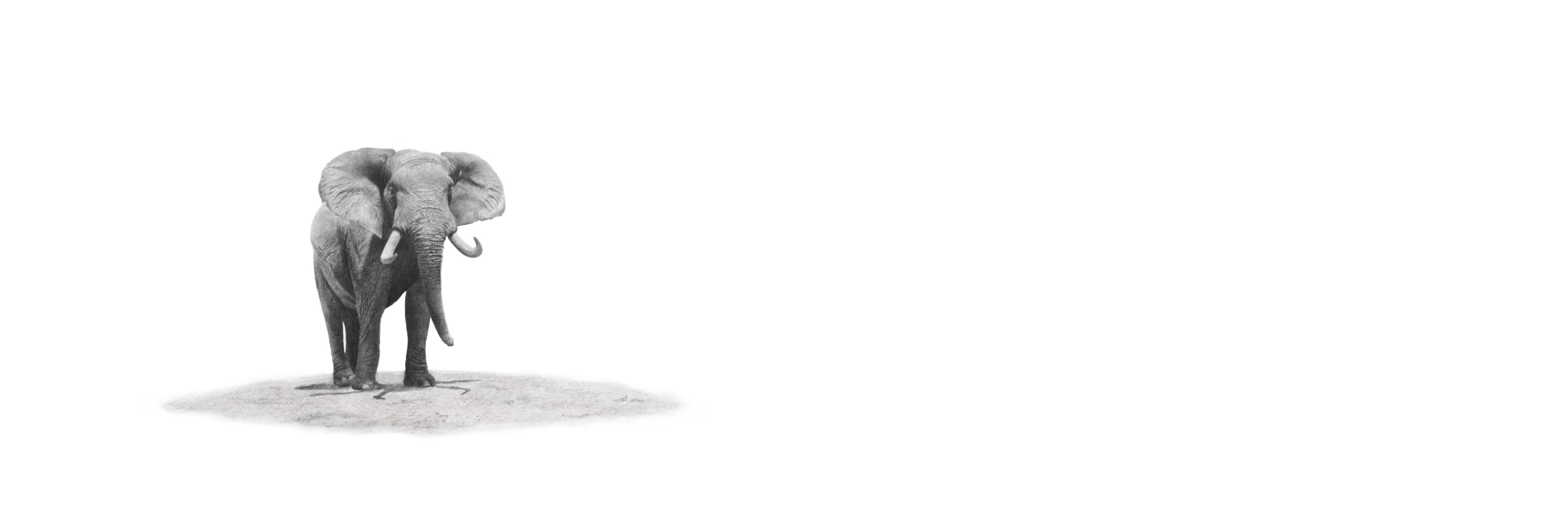 African elephant panoramic print featuring beautifully detailed wildlife pencil art inspired by Southern Africa.