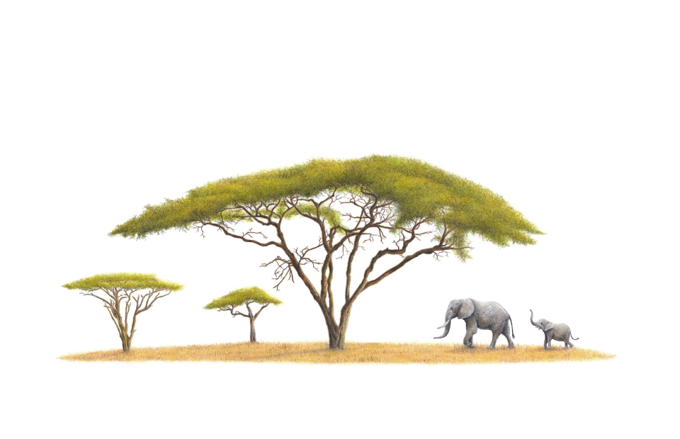 Elephants under Acacia Tree artwork by South African wildlife artist Matthew Bell