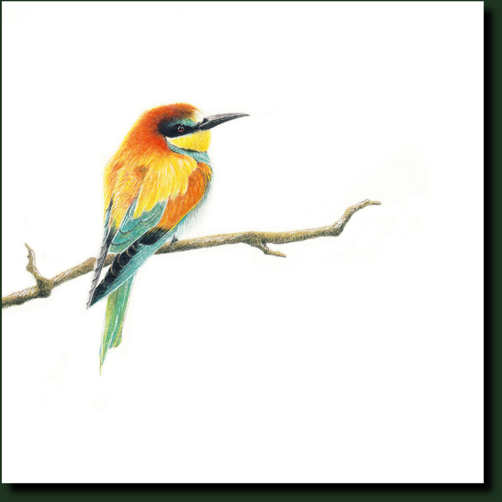 European Bee Eater South African bird art by Matthew Bell