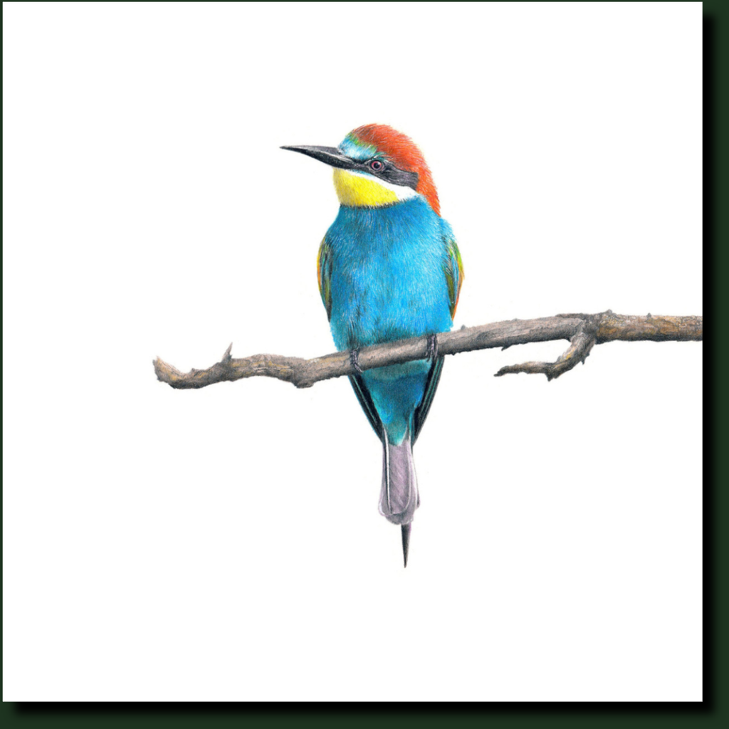 European Bee Eater South African bird art by Matthew Bell