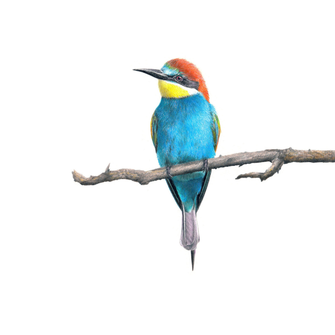 South African bird artwork, drawing by Matthew Bell of a European Bee Eater