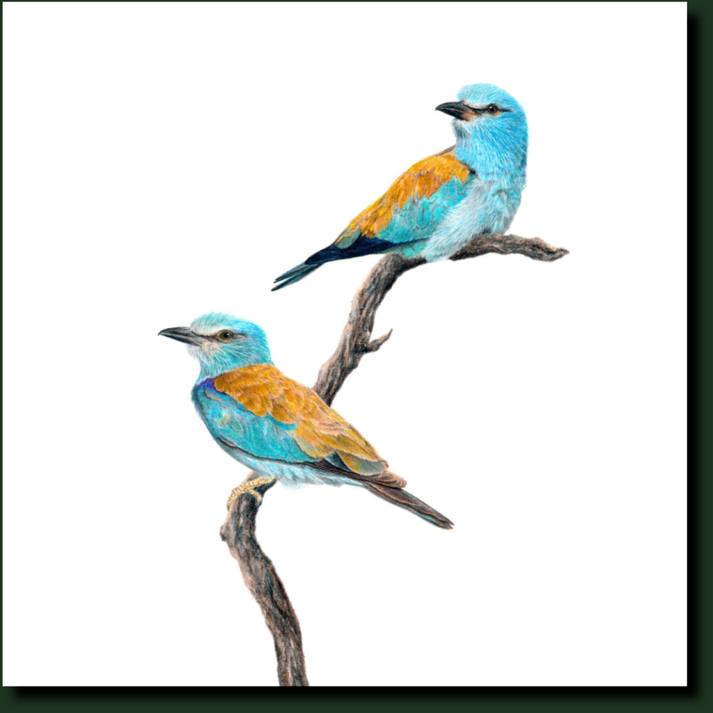 European Rollers South African bird art by Matthew Bell