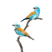 South African bird artwork by Matthew Bell, drawing of European Rollers