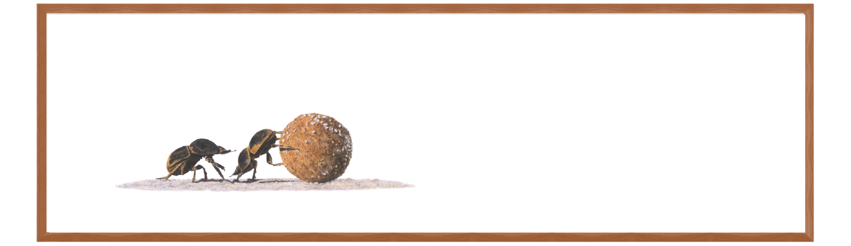 Dung Beetles Panorama