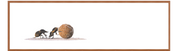 Dung Beetles Panorama