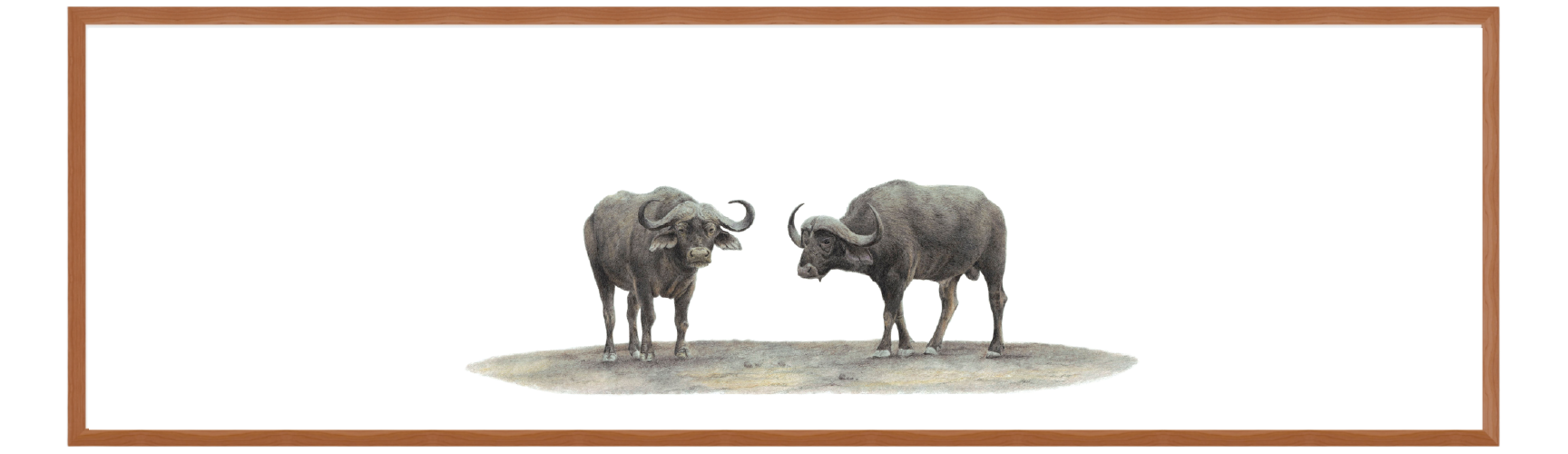 Buffaloes Panorama