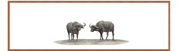 Buffaloes Panorama