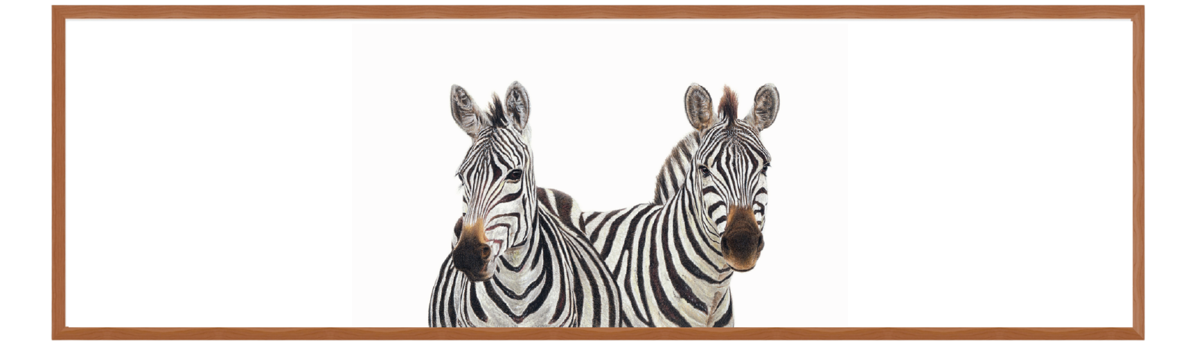 Zebra Pair Panorama