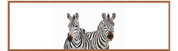 Zebra Pair Panorama