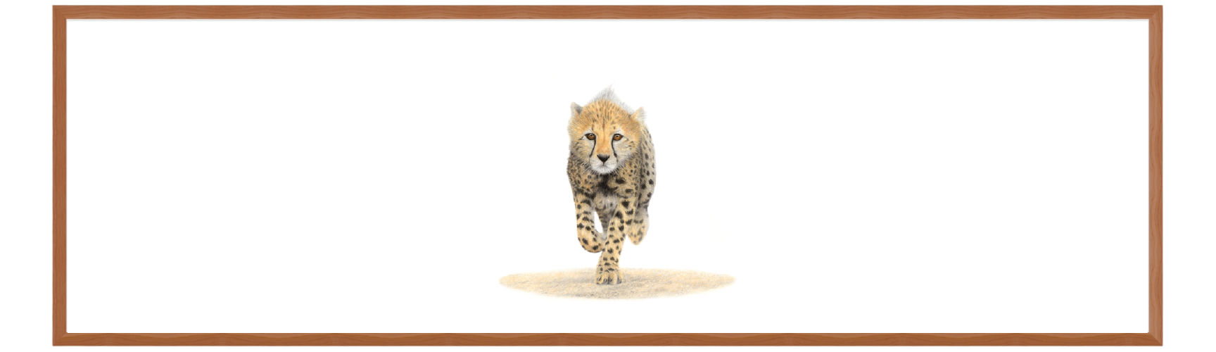 Cheetah Cub Panorama