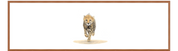 Cheetah Cub Panorama
