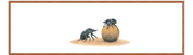 Dung Beetles Panorama