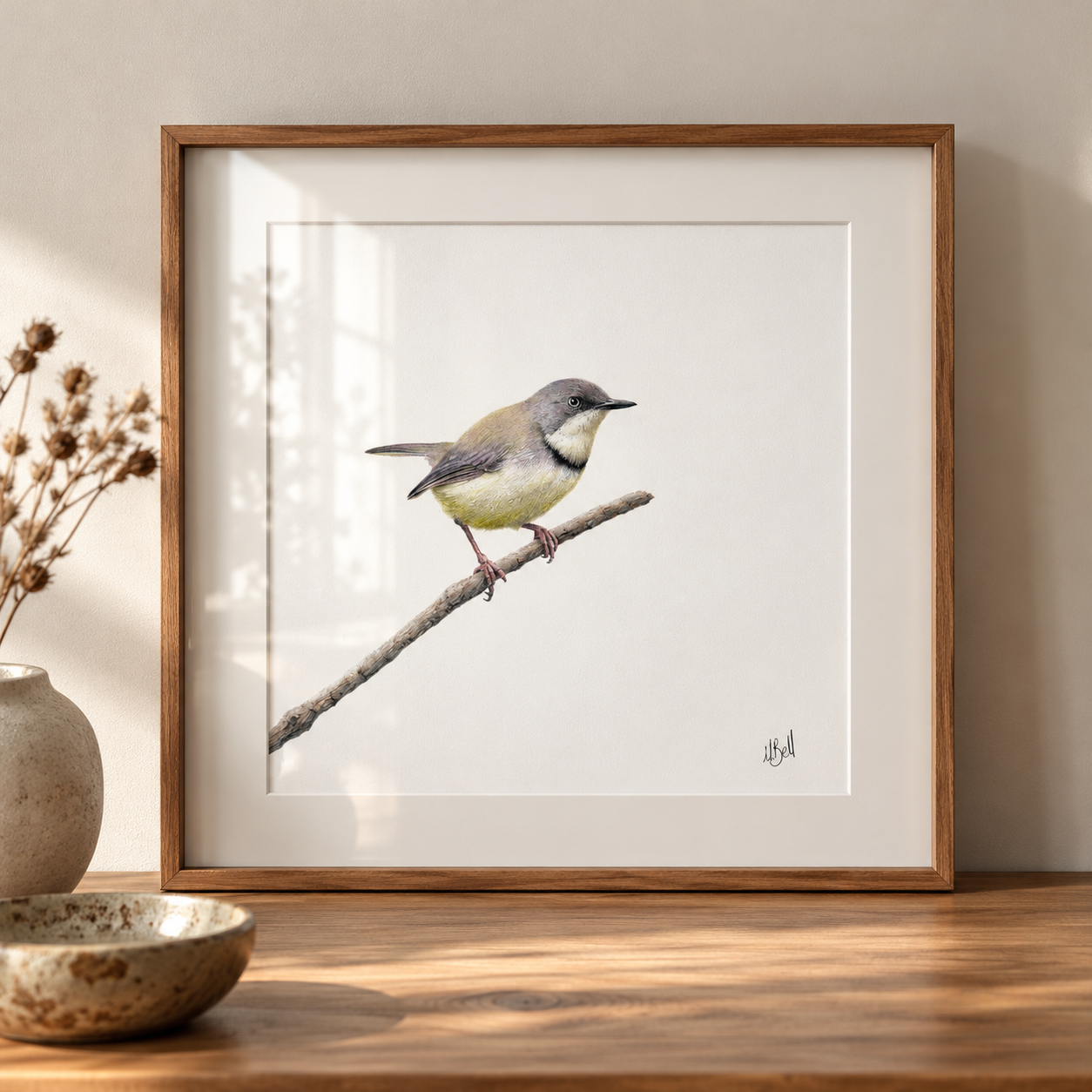 Bar Throated Apalis - BTA