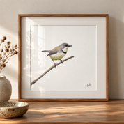 Bar Throated Apalis - BTA