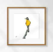 Golden Breasted Bunting - GBB