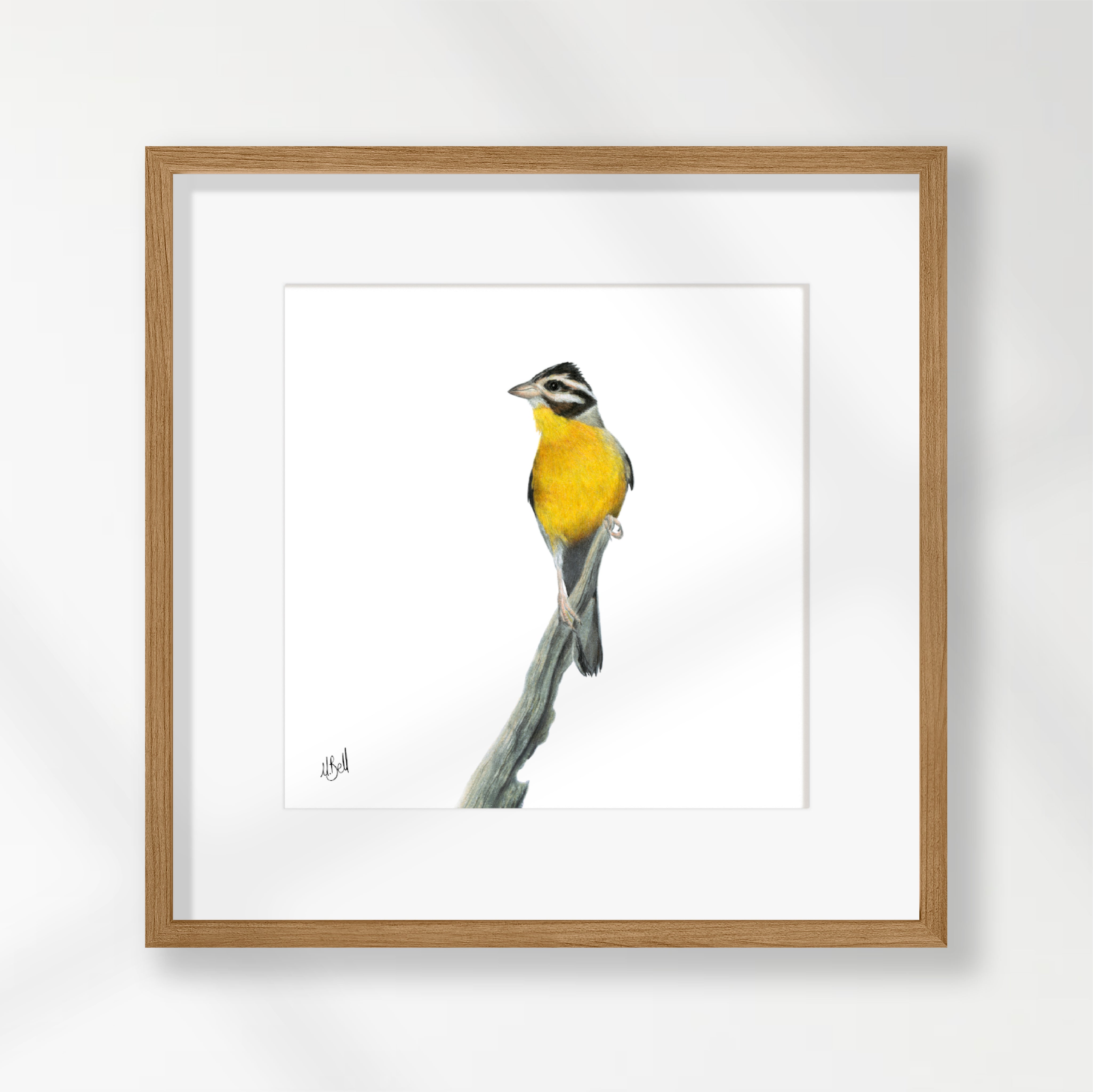 Golden Breasted Bunting - GBB