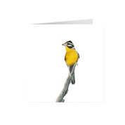 Golden Breasted Bunting Greeting Card - GBB